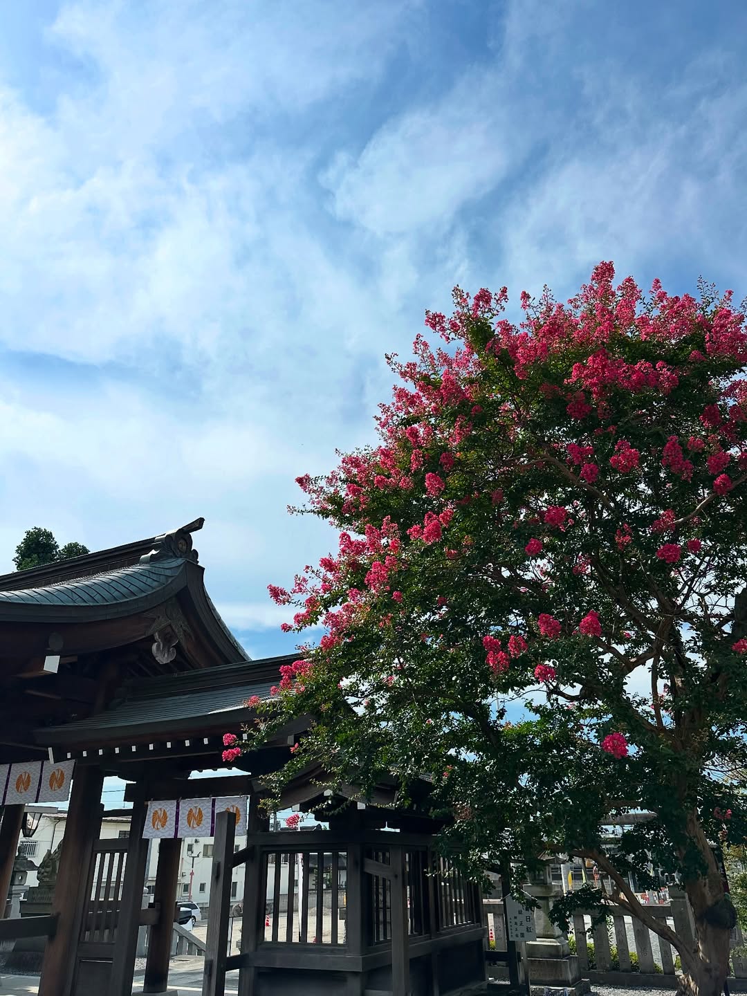 今年も百日紅（サルスベリ）の花が綺麗に咲いています✨