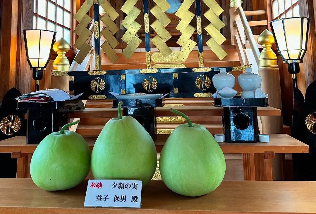 「夕顔（ユウガオ）」「干瓢（カンピョウ）」のご紹介
