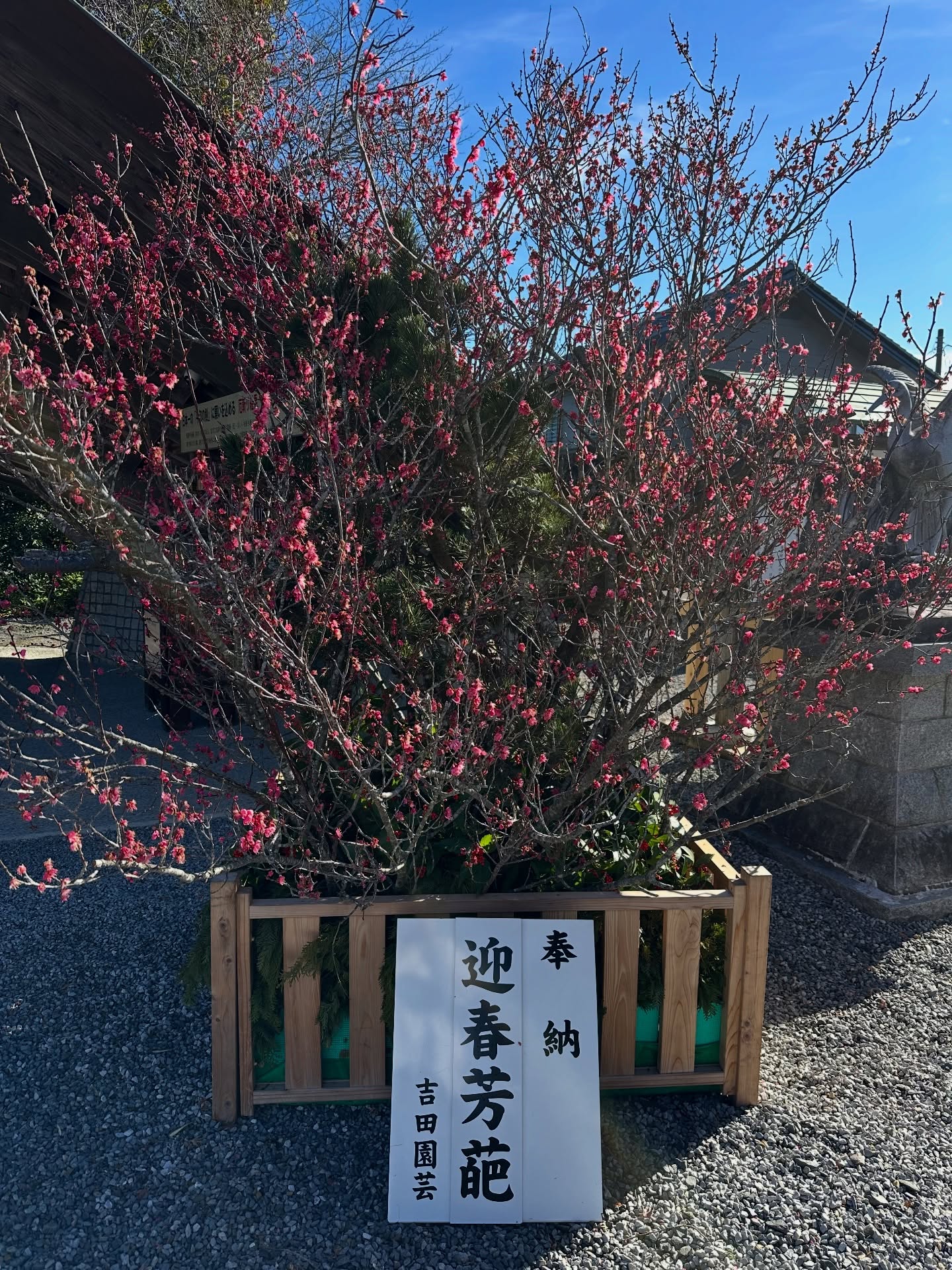 紅白の梅の生花