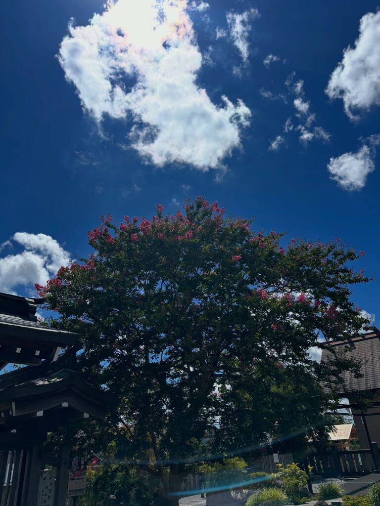 今年も百日紅（サルスベリ）の花が綺麗に咲いています